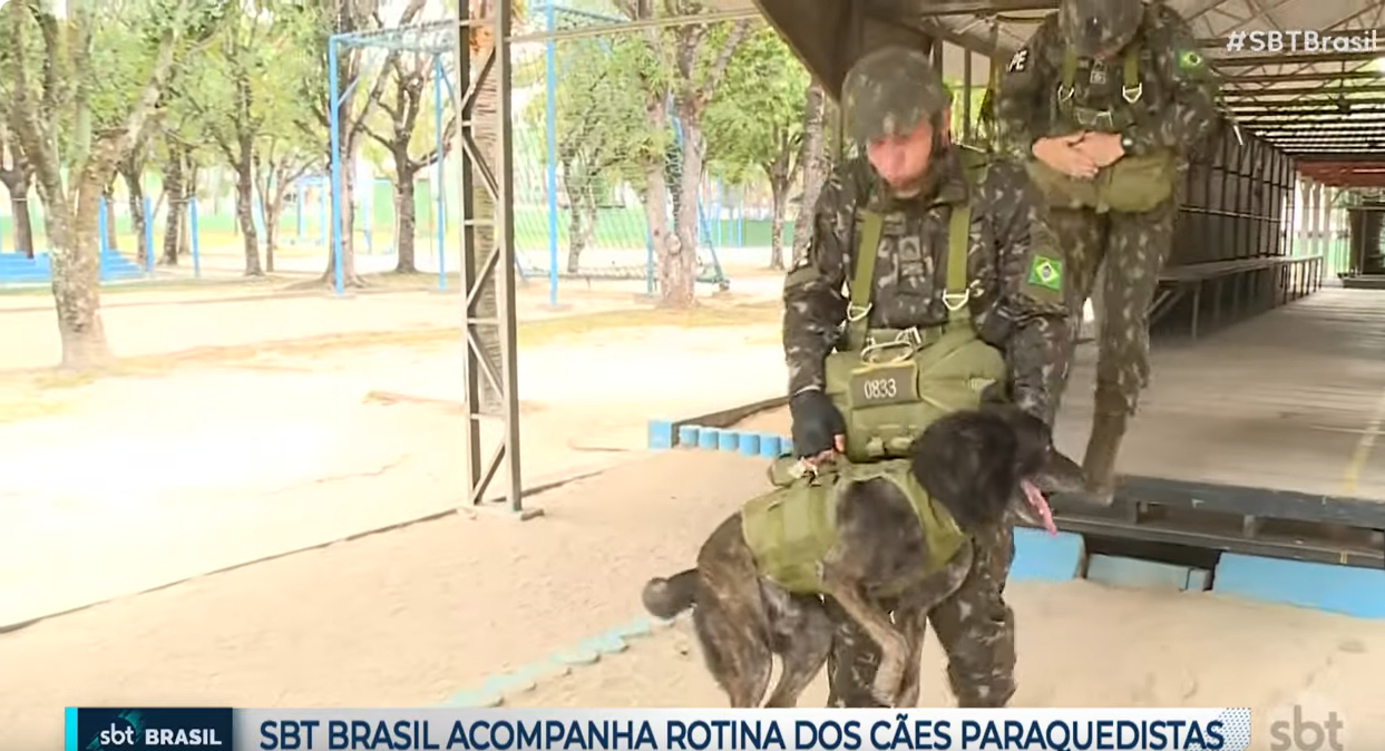Capa da notícia: Cães paraquedistas: veja como o Exército treina seus animais para missões estratégicas