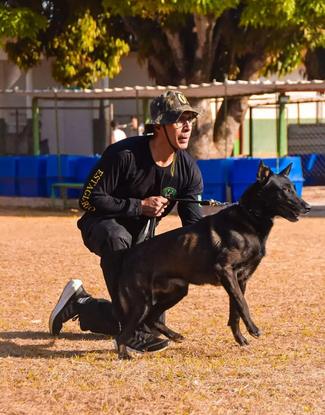 Capa da notícia: Treinamento especializado faz dos cães militares aliados essenciais do Exército